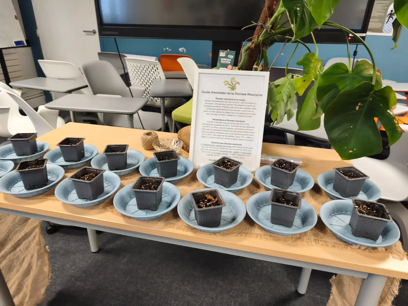 Atelier plantation installé dans une salle de bureau : godets de terre prêts pour chaque participant.