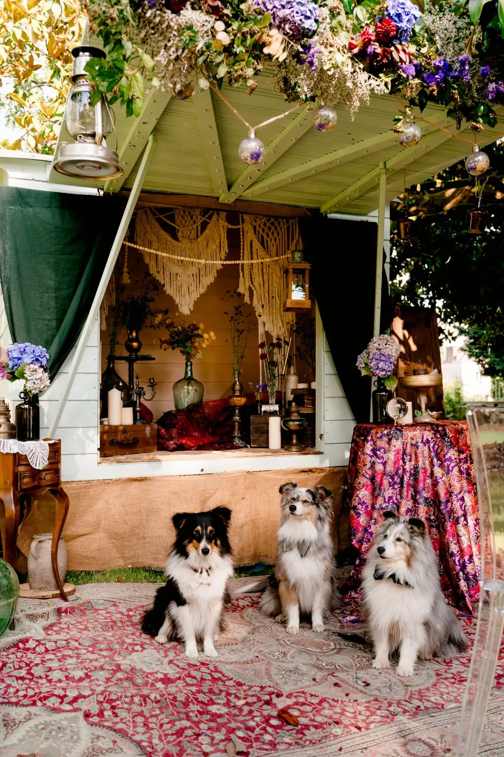 Trois chiens sages devant la cabane fleurie, prête pour la fête.